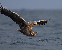 A1_02055 Havørn / White-tailed Eagle