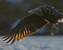 A1_02201 Havørn / White-tailed Eagle