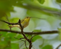 A1_02562 1 Bøksanger / Wood Warbler