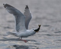 A1_03208 Gråmåke / European Herring Gull