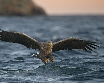 A1_03512 Havørn / White-tailed Eagle