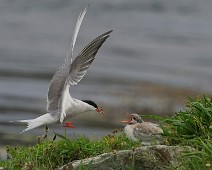 A1_05053 2 Makrellterne / Common Tern