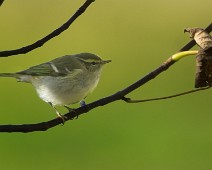 A1_05290_2 Gulbrynsanger / Yellow-browed Warbler