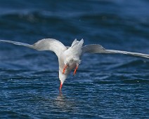 A1_06489 Makrellterne / Common Tern