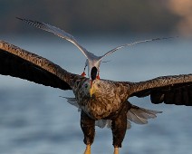 A1_06967_2 Havørn / White-tailed Eagle + Makrellterne / Common Tern