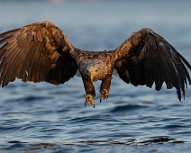 A1_06990 Havørn / White-tailed Eagle