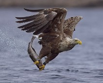 A1_07349_2 Havørn / White-tailed Eagle