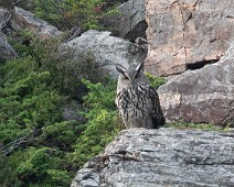 A1_08194 Hubro / Eurasian Eagle-Owl