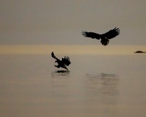 A1_08958 Havørn / White-tailed Eagle