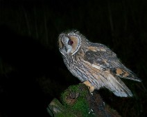 DSC_6534 Hornugle / Long-eared Owl