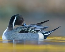 A1_01020 Stjertand / Northern Pintail