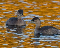 A1_01153_2048_TS Dvergdykker / Little Grebe