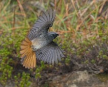 A1_01607_Full2_2048_TS Svartrødstjert / Black Redstart