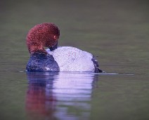 A1_02069 2 Taffeland / Common Pochard