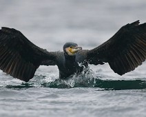 A1_02324 Storskarv / Great Cormorant
