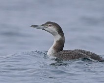 A1_02408 1 Islom / Common Loon