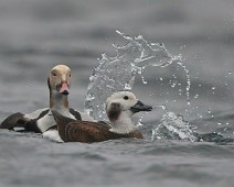 A1_02740 Havelle / Long-tailed Duck