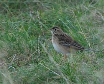 A1_02940_Full Tartarpiplerke / Richard's Pipit