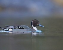 A1_04540 Stjertand / Northern Pintail