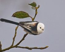 A1_05110_2048_TS Stjertmeis / Long-tailed Tit