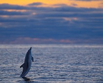 A1_06439_TS Gulflankedelfin