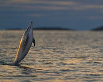 A1_06446_TS 1 Gulflankedelfin