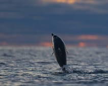 A1_06468_TS Gulflankedelfin