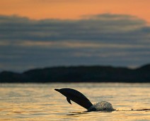 A1_06537_TS Gulflankedelfin