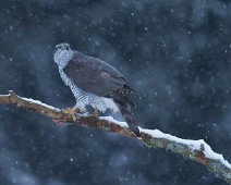 A1_06821 Hønsehauk / Northern Goshawk