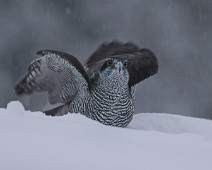 A1_07512 Hønsehauk / Northern Goshawk