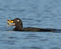 A1_08475_Full Sjøorre / Velvet Scoter