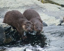 A1_08994 Oter / Otter