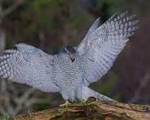 A1_09288 Hønsehauk / Northern Goshawk