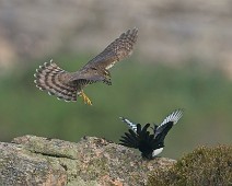 A1_09825_2048_TS 1 Spurvehauk / Eurasian Sparrowhawk