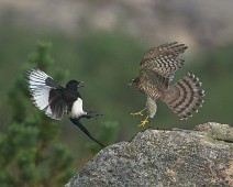 A1_09843 Spurvehauk / Eurasian Sparrowhawk