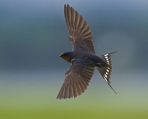 Custom Name_2048_TS-10 Låvesvale / Barn Swallow