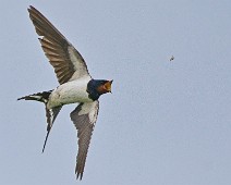 Custom Name_2048_TS-9 Låvesvale / Barn Swallow