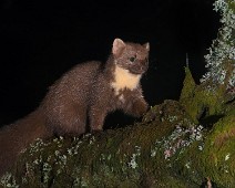 DSC_0342 2 Mår / Marten
