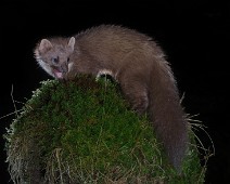 DSC_1234 Mår / Marten