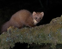 DSC_3718 1 Mår / Marten