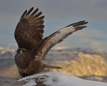 DSC_5170_TP Musvåk / Common Buzzard