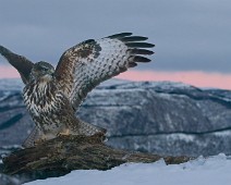 DSC_5622 2048 Musvåk / Common Buzzard