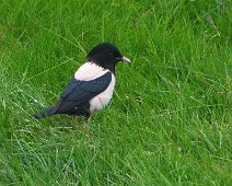 A1_06013_2048_TS Rosenstær / Rosy Starling