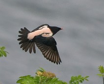A1_06158_2048_TS Rosenstær / Rosy Starling