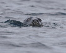 DSC00103_2048_TS Havert / Grey seal
