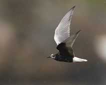 DSC00183_TS Hvitkinnsvartterne / Whiskered Tern