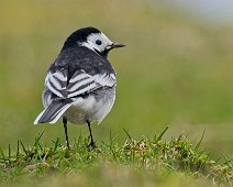 DSC00204_2048_TS Svartryggerle / Pied Wagtails