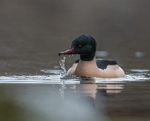DSC00606_dng_PE Laksand / Common Merganser