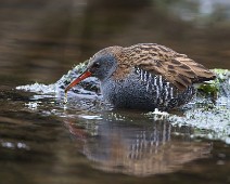 DSC01956_2048_TS Vannrikse / Water Rail