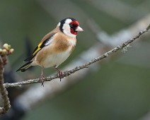 DSC02424_2048_TS Stillits / European Goldfinch
